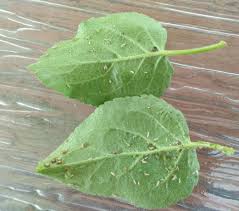 Fruit tree management is necessary for good production. Garden Help Desk How To Deal With Leafcurl Ash Aphids Community News Heraldextra Com