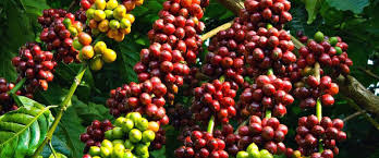 The uganda coffee development authority is a government agency mandated to promote and oversee the coffee industry by supporting research,. Uganda Coffee And Waterfall Tour Naturreisen East Africa Luxury Sustainable Safaris Holidays At Mid Range Prices
