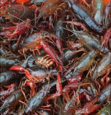 Louisiana Live Crawfish Louisiana Seafood Company