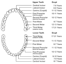 Tooth Anatomy Teeth Chart Cosmetic Dentistry Guide