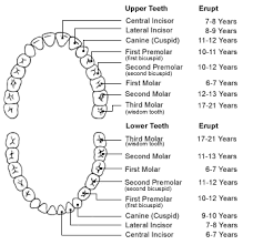 tooth anatomy teeth chart cosmetic dentistry guide