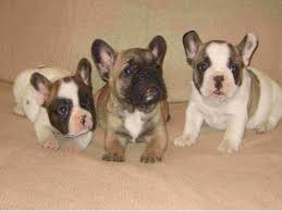 From their english roots, frenchies were bred to be the ultimate companion, and that's exactly what they are. Page Not Found Puppies French Bulldog French Bulldog Puppies