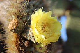 Muchas especies de pájaros siguen a los mamíferos herbívoros y comen los. Flora De Galapagos Islas Galapagos