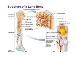 Besides having a significant length vs width when compared to most other bones, long bones are also responsible for supporting weight and. Anatomy Ppt Video Online Download