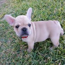 Although we are located in washington, we are able to ship puppies across the united states. Litter Of 5 French Bulldog Puppies For Sale In San Antonio Tx Adn 54881 On Puppyfinder Com Gender M Bulldog Puppies For Sale French Bulldog Puppies For Sale
