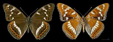 Image result for Limenitis populi