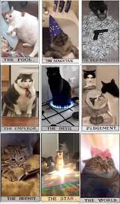 Pin By S A On Teehee Cats Animals Memes