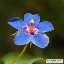 Image result for Lysimachia arvensis