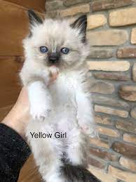 Registered Ragdoll Kittens In Madison Indiana - Hoobly Classifieds Cute Animal Pictures Ragdoll Kitten Cute Animals