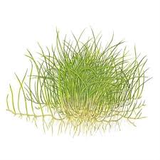 Image result for Eleocharis minima