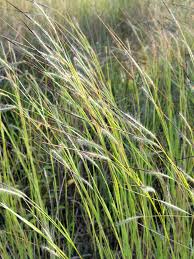 Image result for Heteropogon contortus