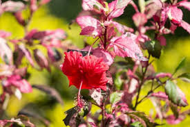 Image result for Hibiscus calyphyllus