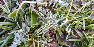 Acreditamos que em virtude da chuva. Madrugada Tem Geadas E Pista Congelada No Sul Do Brasil Veja Imagens Do Frio