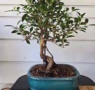 Added this ficus microcarpa to the collection today. It has ...