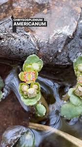 Image result for Chrysosplenium americanum