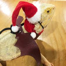 Visit our site for growth and engagement services! Buy Pet Hat Scarf Leash Lizard Christmas Dresses Xmas New Year Party Home Decoration At Affordable Prices Free Shipping Real Reviews With Photos Joom