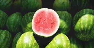 Growing Watermelon Your Guide To Plant Grow And Harvest