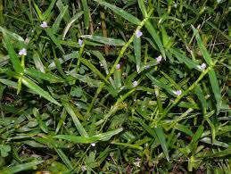 Image result for Cyanotis