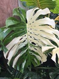 Now you're looking for thai constellation monstera care and propagation tips. Xxl Rooted Top White Giant Variegated Monstera Thai Constellation Giant 370 00 Picclick