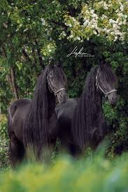 Dog And Horse Photography Creative And Timeless Hafner Photography Two Frisians Stand In Front Of A Green Tree H 2020 Siyah Alaca At Siyah Atlar At Sevgisi