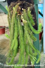 Image result for Diospyros squarrosa