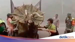 Dino merah tiktok yang lagi viral di tiktok 2020 artinya foto sesama dino merah maka akan mendapatkan followers banyak bisa di katakan dapat. 7 Fakta Triceratops Dinosaurus Yang Viral Hidup Lagi