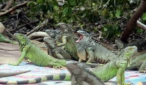 Mereka membenarkan aliran udara yang baik dan membuat pembersihan. Langkah Langkah Cara Merawat Iguana Bagi Pemula Lengkap Trikmerawat Com