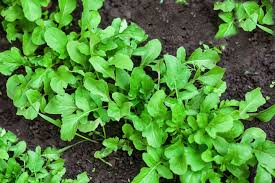 Global fruits are growing, with plantain and yuzu up 25.0% and 9.0%, respectively. 9 Vegetables That Grow Quickly