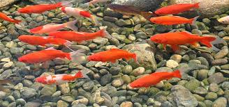 The us landscape designer has built dozens of fish ponds in every shape and size, all the way up to a lavish us$40,000 koi pond the size of a swimming pool. Add These Pond Fish For Color Tropical Fish Hobbyist Magazine