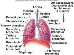 Respiration Anatomy And Histology Medical Books Free Download Bronchial Nursing Study Tips Human Body Facts