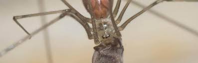 If you're wondering how to get rid of spiders without harming these important members of our ecosystem, read on! How To Get Rid Of Cellar Spiders Pest Control Zone
