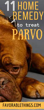 Parvovirus infects the cells of a dog's. How To Prevent Parvo Naturally Arxiusarquitectura