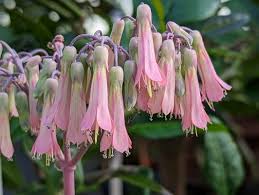 Image result for Kalanchoe hametiorum