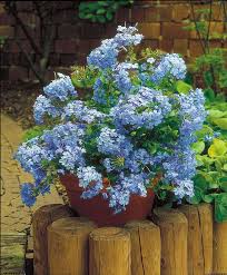 We did not find results for: Plumbago Auriculata Plants Garden Containers Garden Tools Decor