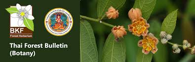 Image result for Malvaceae subfamily Grewioideae