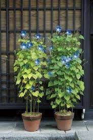 Morning Glory In Pots Indoor Flowering Plants Morning Glory Planting Flowers