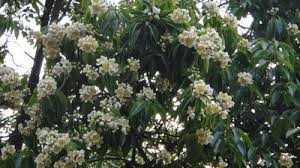 Image result for Tristachya superba