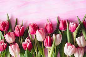 Pink Shade Tulips On Watercolor Background By Pixel Stories For Stocksy United Facebook Cover Photos Flowers Tulips Images Facebook Cover Photos Vintage