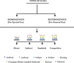 Elisa is a biomolecular technique that can be used to detect and quantify molecules such as hormones, peptides, antibodies, and proteins. A Short History Principles And Types Of Elisa And Our Laboratory Experience With Peptide Protein Analyses Using Elisa Sciencedirect