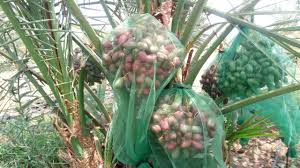 Sei fortunato, le hai trovate. Meet Saudi Return Indian Farmer Cultivating Gulf Like Dates Using Tissue Culture Al Arabiya English
