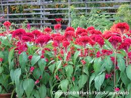 Image result for Celosia pandurata