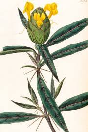 Image result for Barleria crossandriformis