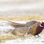 Profile Picture of Pheasant - Gary Kramer Photographer / Writeron Google