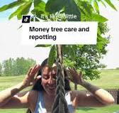 And a fun fact ⬇️: The Pachira Aquatica Plant aka the money tree branches each have 5 leaves representing the five fundamental Feng Shui elements: wood, water dire earth and metal. A money tree is ...