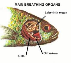 The Basic Anatomy Of Betta Splendens Betta Betta Fish Fish