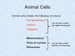 As you can see in the above labeled plant cell diagram under light microscope, there are generalized cell is used for structure of animal cell and plant cell to present the common parts, appearing in. Cell Structure And Microscope Ppt Video Online Download