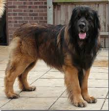 Top 10 Biggest Dog Breeds In The World Big Dog Breeds Leonberger Dog Large Dog Breeds