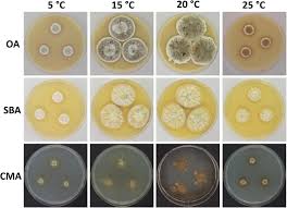 Image result for Pseudobromus