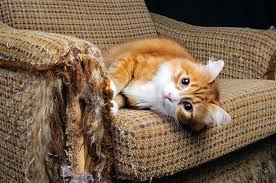 This naughty pet enjoys cuddling up in soft and warm furniture, such as sofa and remember to deposit the cat hair in the close trash after balling it up. How To Keep Scratch Happy Cats Off Furniture
