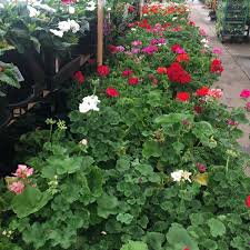 Gardening supplies, fertilizer, shrubs, grasses, herbs, seasonal stock, flowers of all varieties, gardening and lawn. Photos At O Toole S Garden Center Centennial 5201 South Federal Blvd